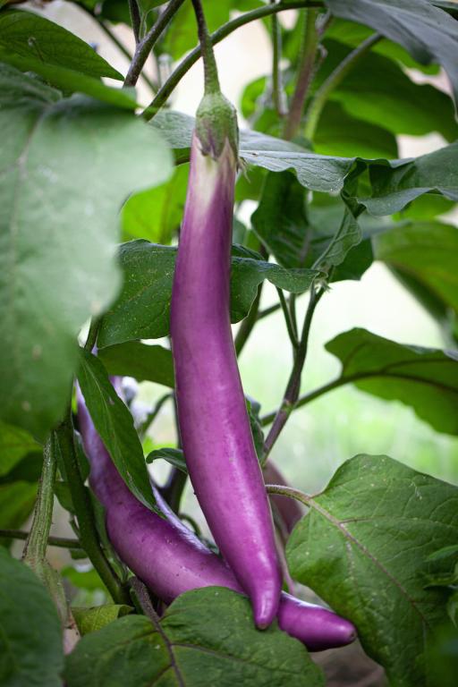 Aubergine, 'Farmers Long', F1 Hybrid
