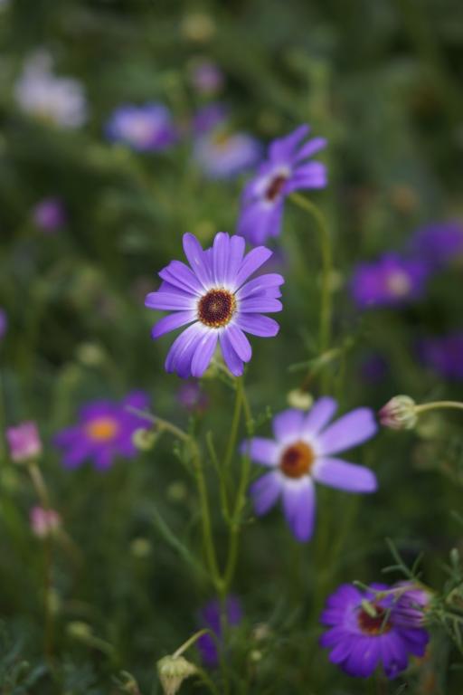Brachyscome iberidifolia, 'Brachy Blue'