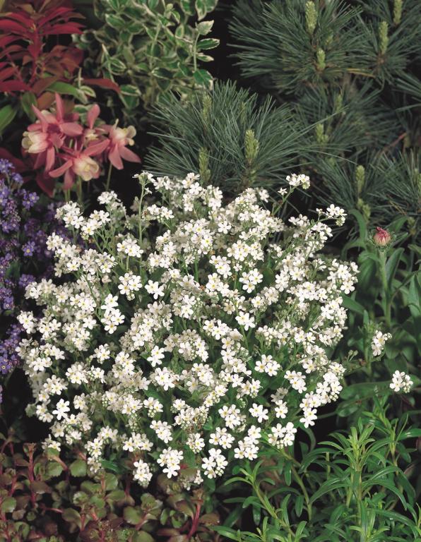Myosotis sylvatica, 'Sylva Series', 'Snowsylva'