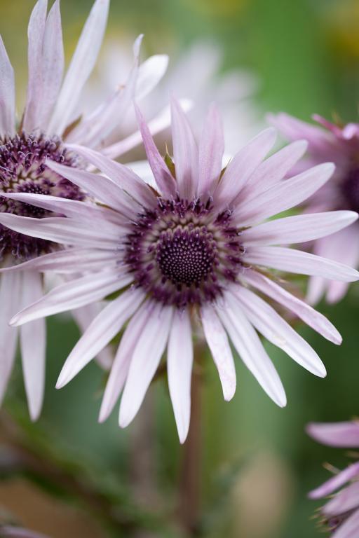 Berkheya purpurea