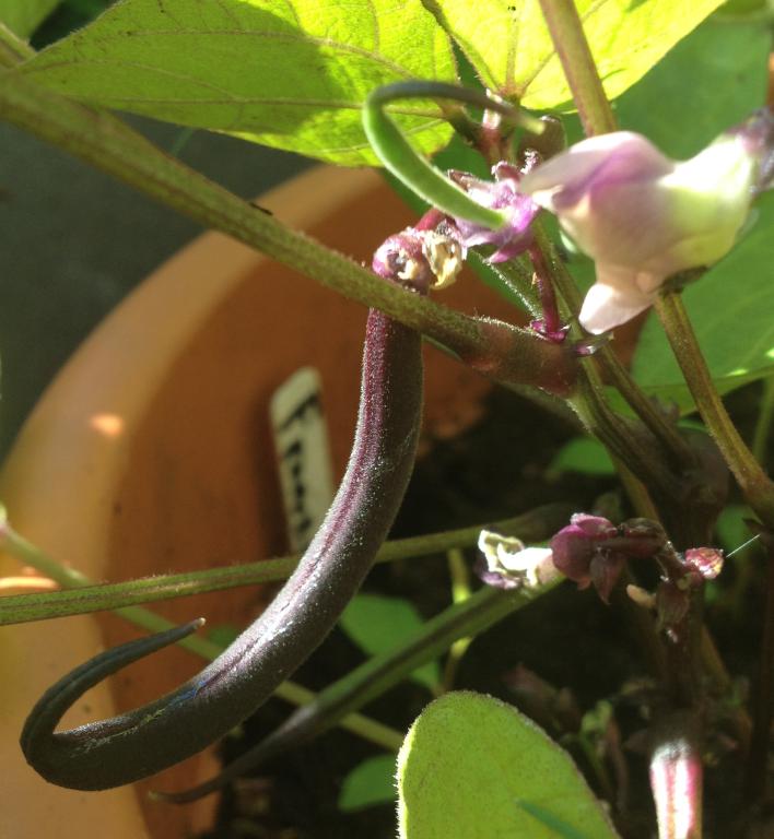 Bean, Dwarf French, 'Purple Teepee'
