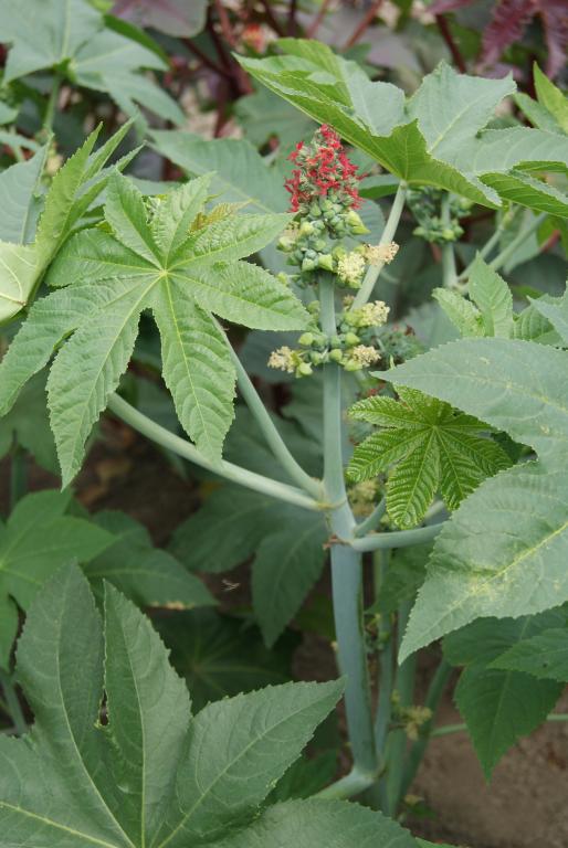 Ricinus communis var. zanzibarensis