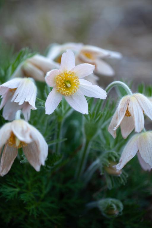 Pulsatilla vulgaris, 'Heiler-Hybrids'