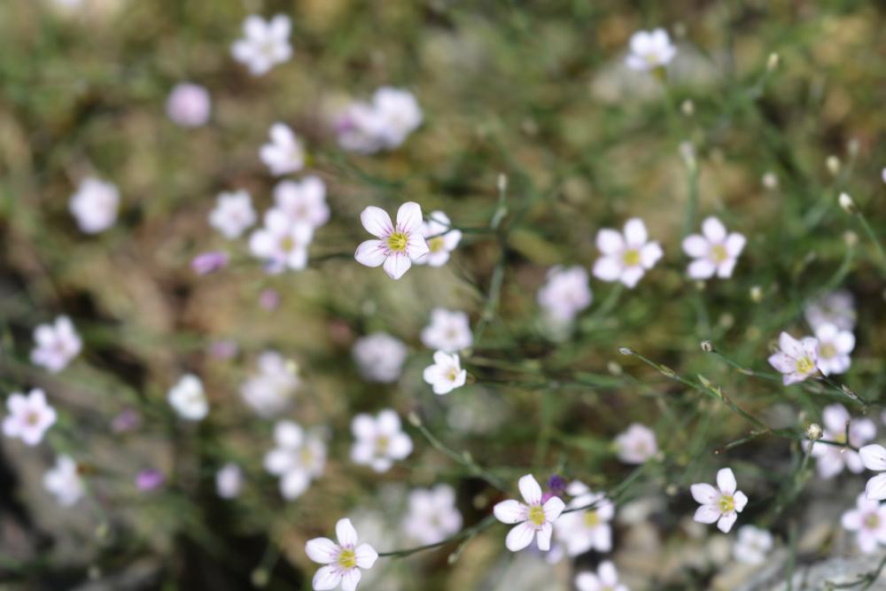 Petrorhagia saxifraga