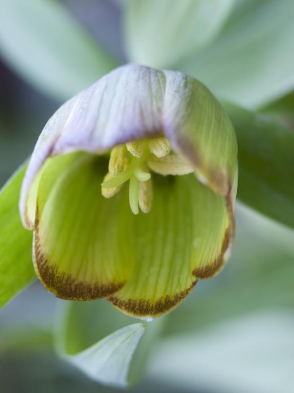 Fritillaria pontica