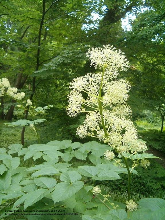 Aralia cordata