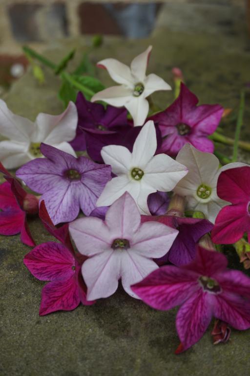 Nicotiana alata, 'Sensation', Mixed Colours