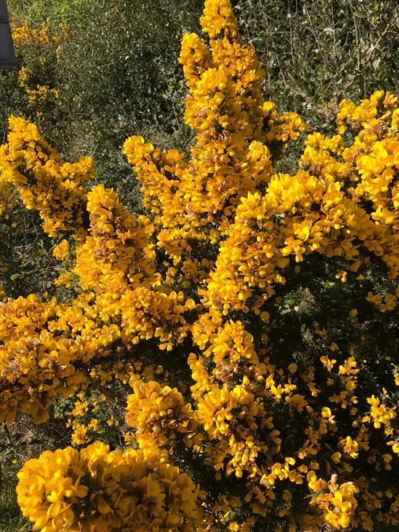 Ulex europaeus