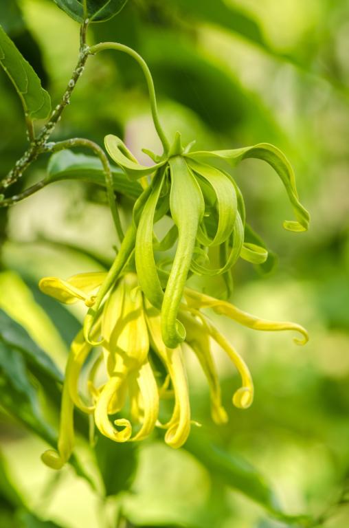 Cananga odorata