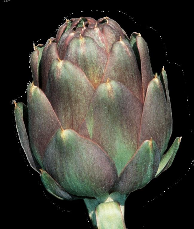 Artichoke, 'Violetta di Chioggia'