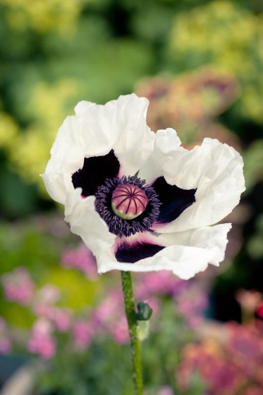 Papaver orientale, 'Royal Wedding'
