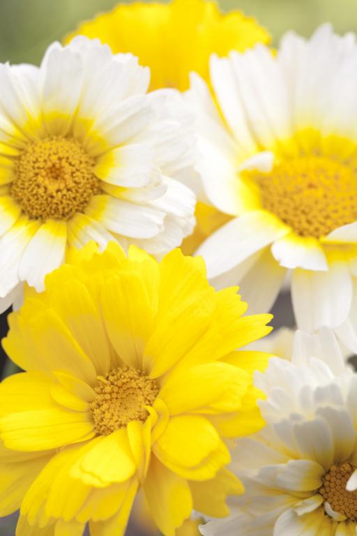 Chrysanthemum (Annual) coronarium, Double-flowered Mixed