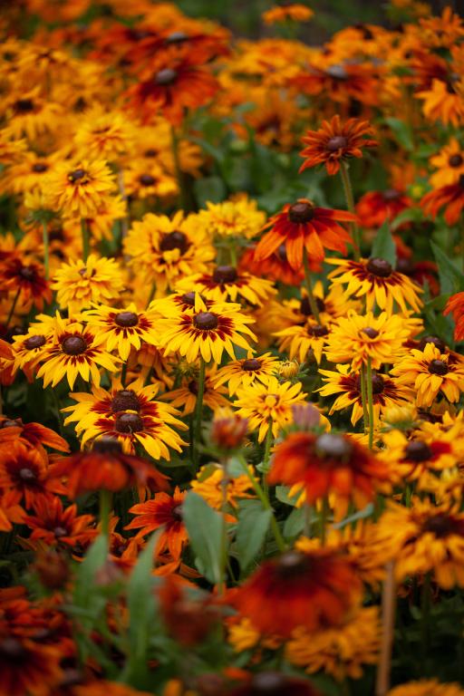 Rudbeckia hirta, Mixed Colours
