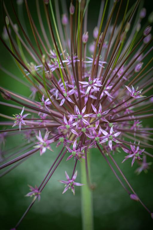 Allium schubertii