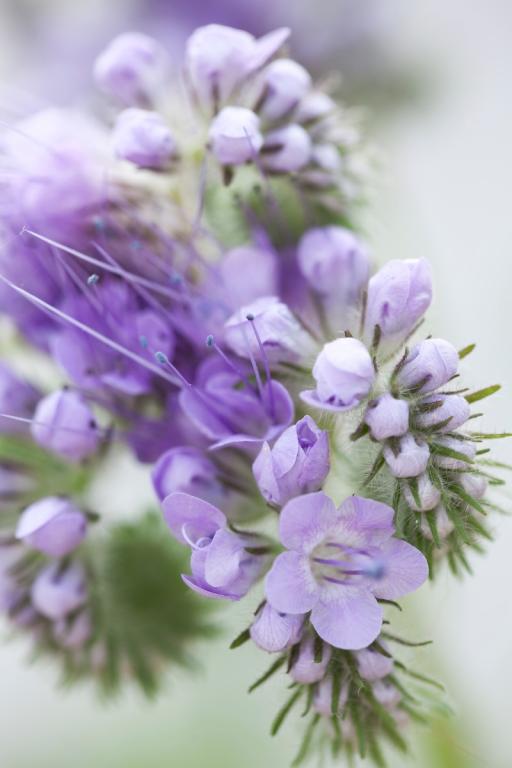 Phacelia tanacetifolia