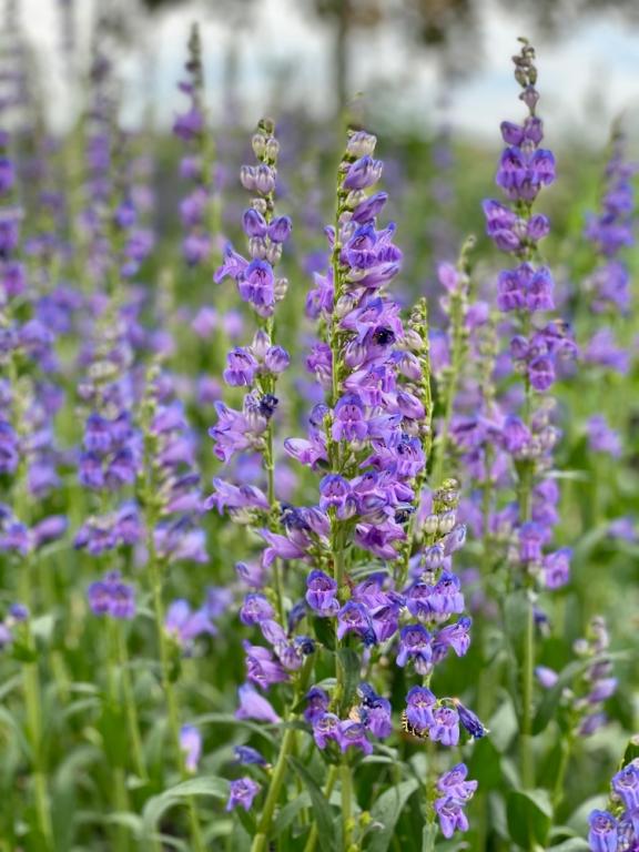 Penstemon strictus