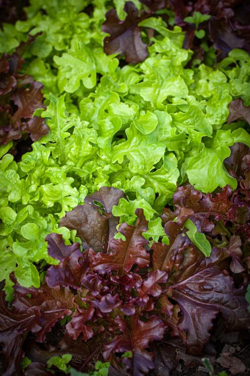 Lettuce, Curled & Oak Leaf, 'Salad Bowl'