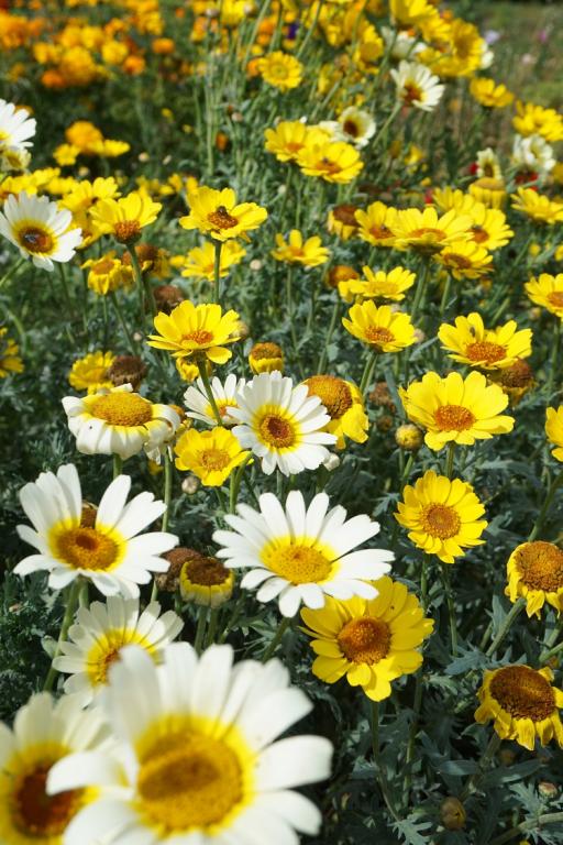 Chrysanthemum segetum, 'Eastern Star'