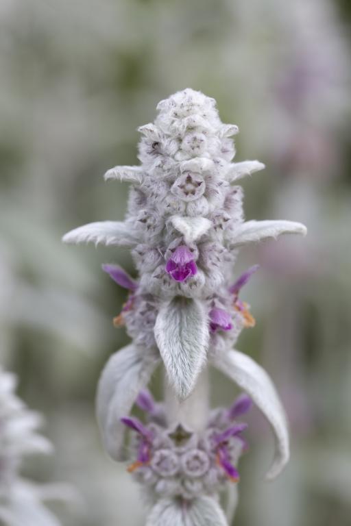 Stachys byzantina
