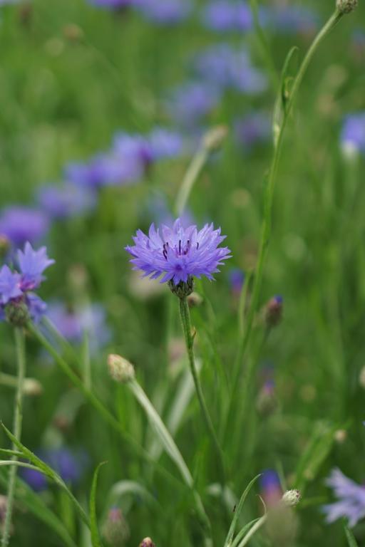 Centaurea cyanus, True Wild Form