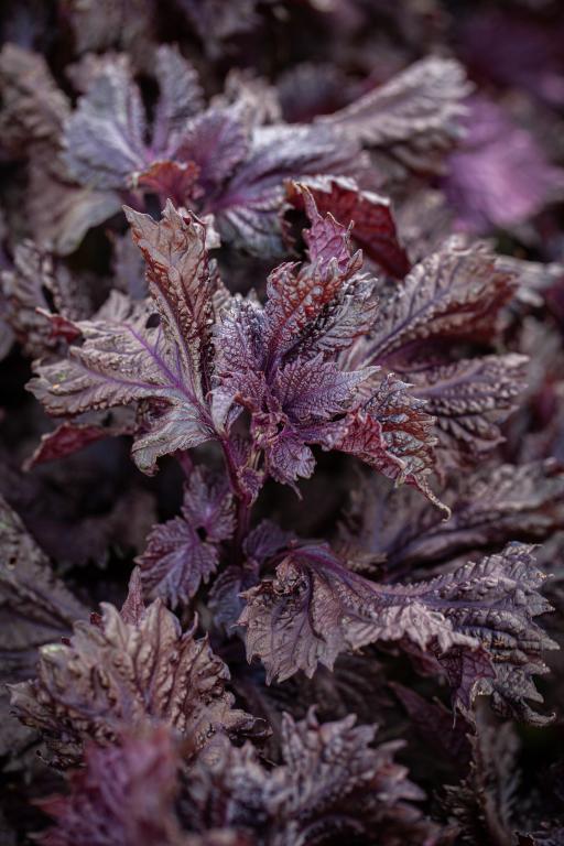Perilla Red, 'Shiso'