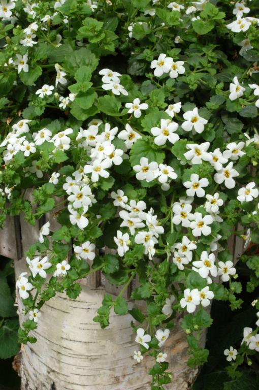 Sutera cordata, 'Snowtopia White'