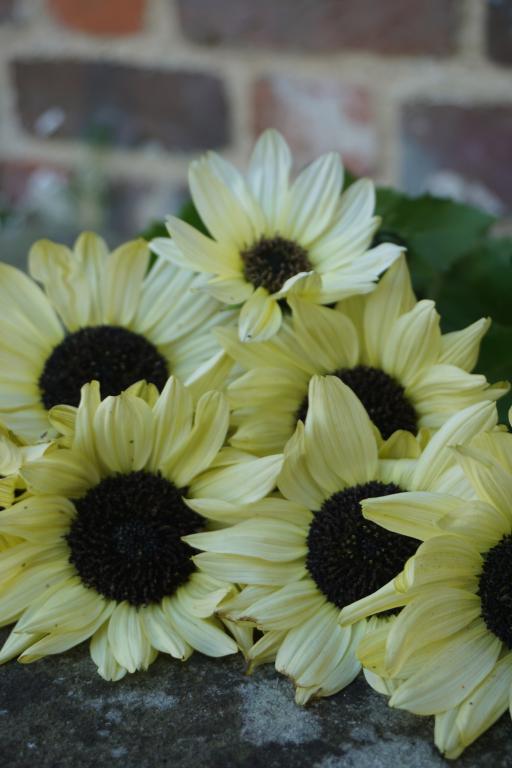 Helianthus debilis, 'Vanilla Ice'
