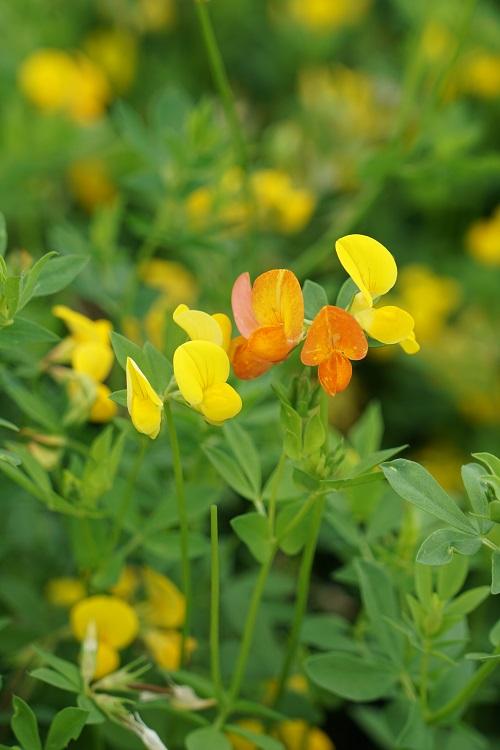 Lotus corniculatus