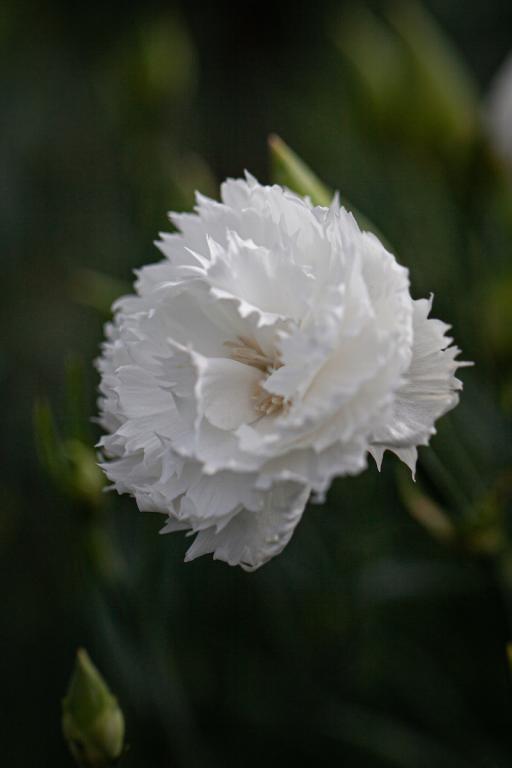 Dianthus caryophyllus, 'Chabaud', 'Jeanne Dionis'