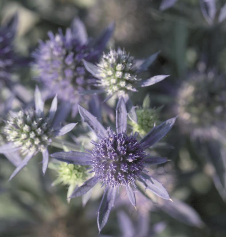 Eryngium planum, 'Blue Hobbit'