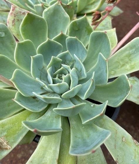 Echeveria, Mixed Species