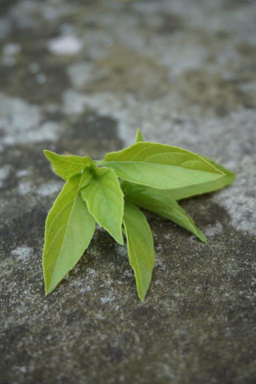 Basil, 'Mrs. Burns' Lemon'