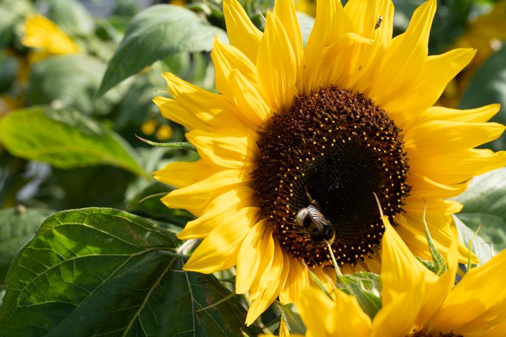 Helianthus annuus, 'Holiday'