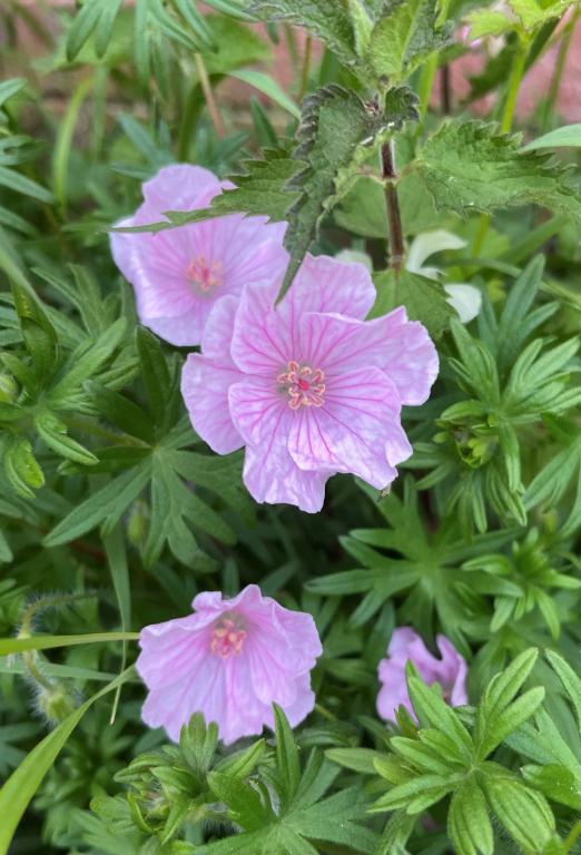 Geranium sanguineum var. lancastriense