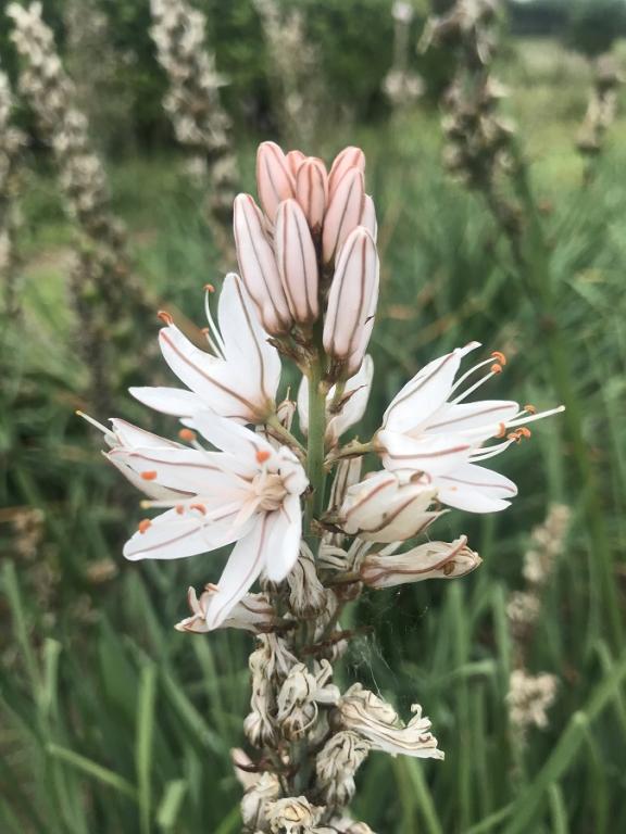 Asphodelus albus