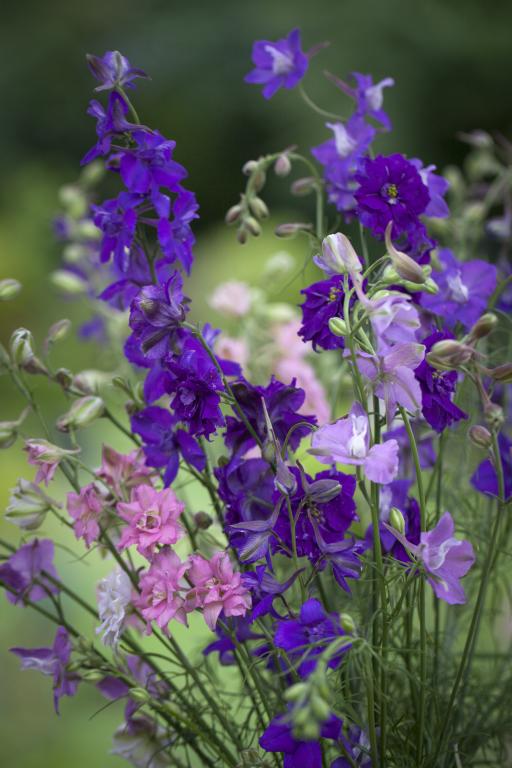Delphinium consolida, Finest Mixed