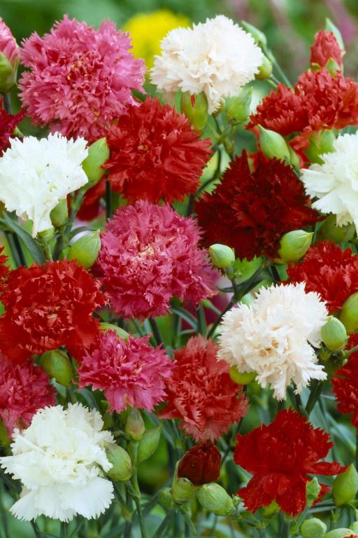 Dianthus caryophyllus, 'Chabaud', Giant Superb Mixed