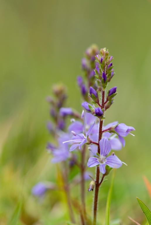 Veronica officinalis