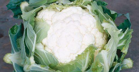 Cauliflower, 'Clapton', F1 Hybrid