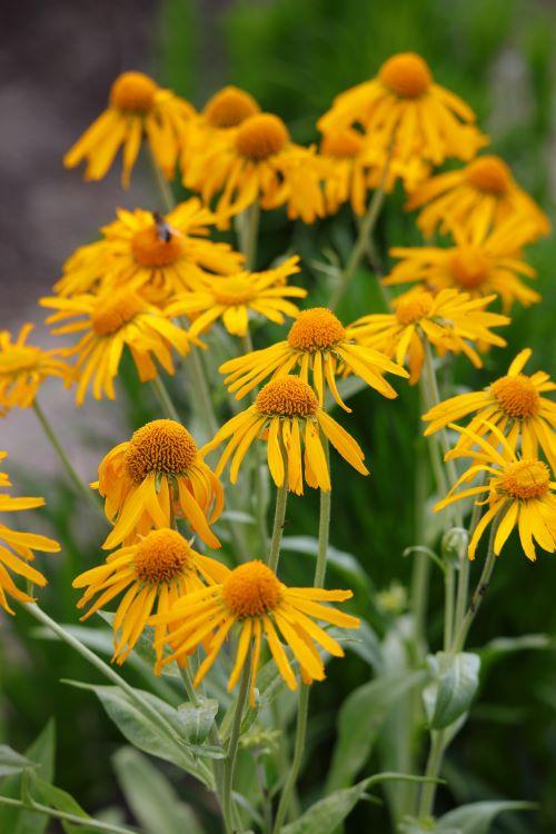 Helenium hoopesii