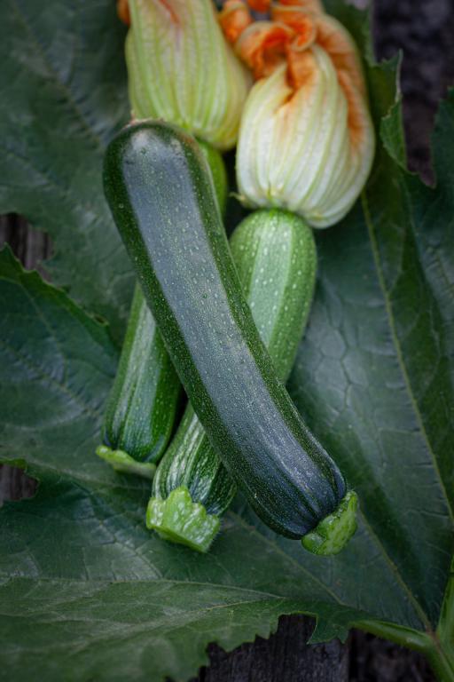 Courgette, 'Black Beauty Dark Fog'