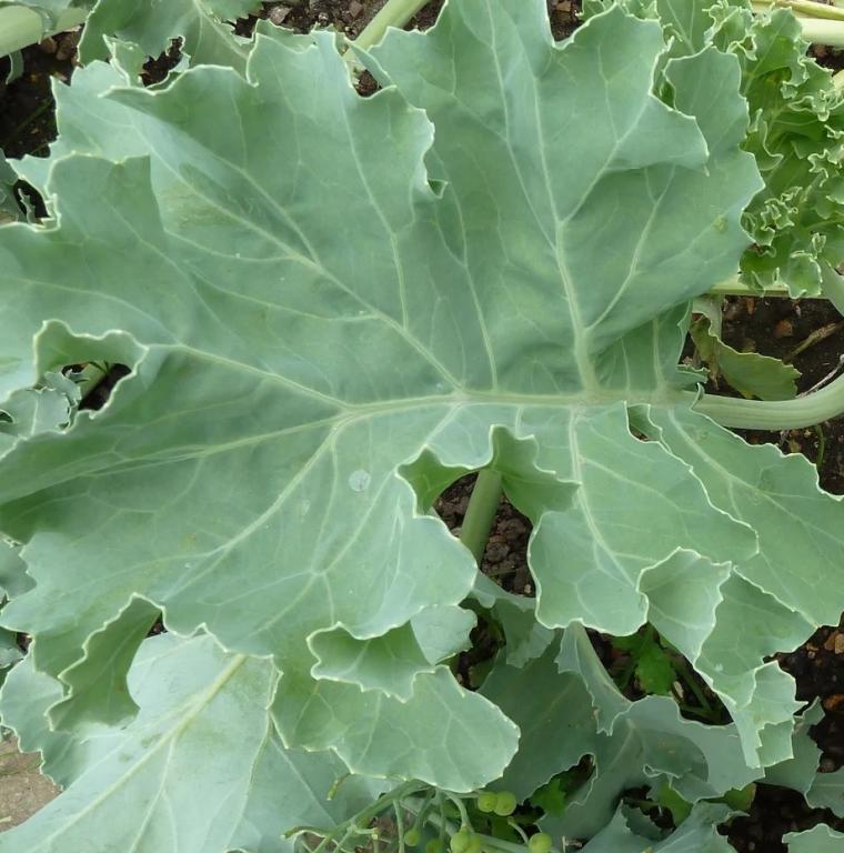 Kale, Sea Kale, 'Lily White'