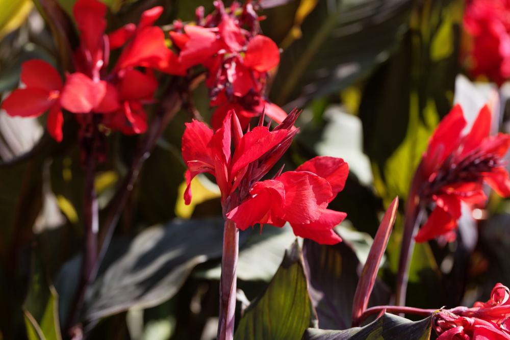 Canna indica, Mixed