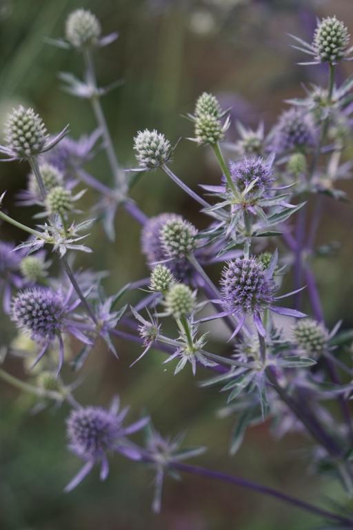 Eryngium planum, 'Blue Glitter'