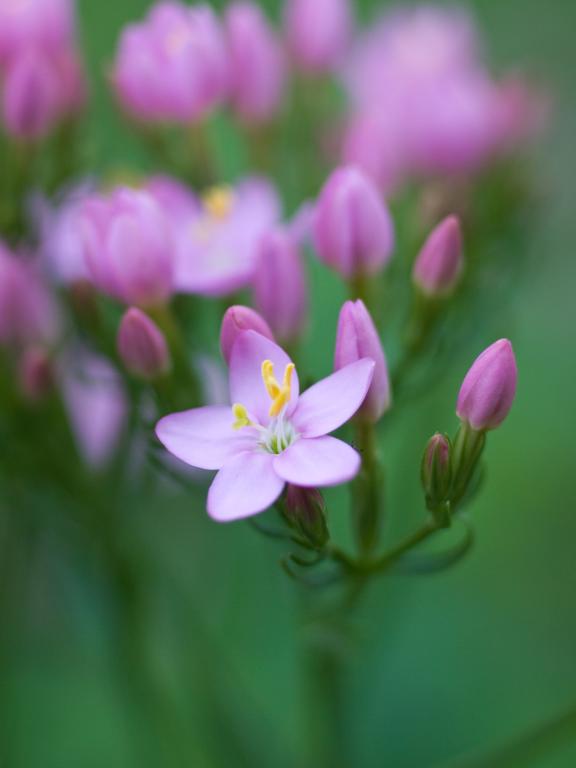 Centaurium erythraea