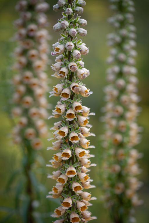 Digitalis ferruginea