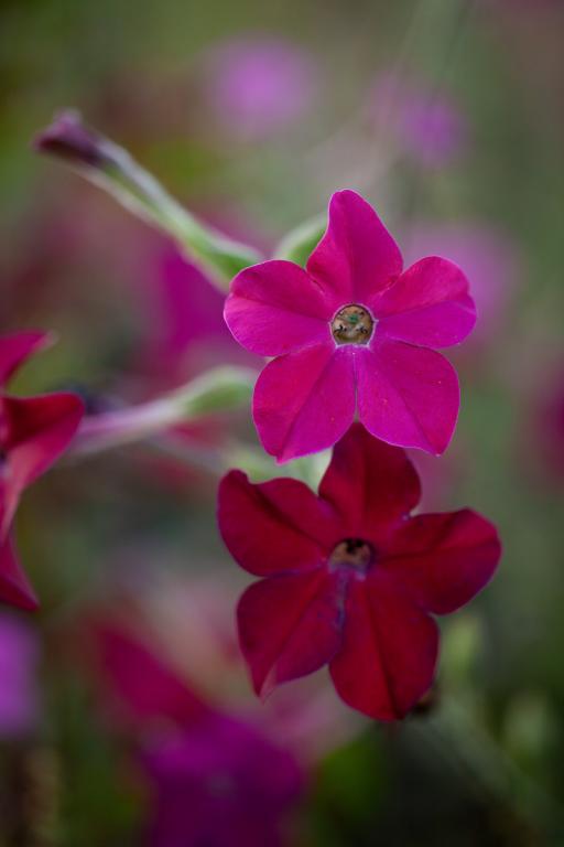 Nicotiana alata, 'Crimson Bedder'
