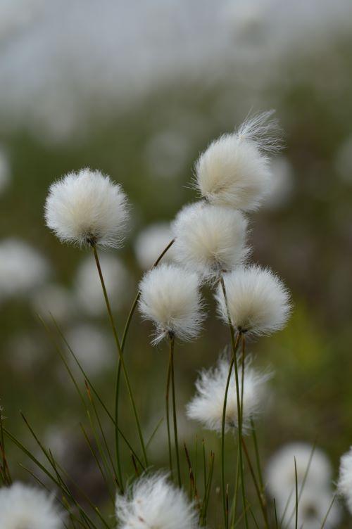 Eriophorum vaginatum