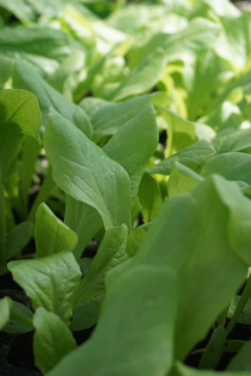 Celtuce