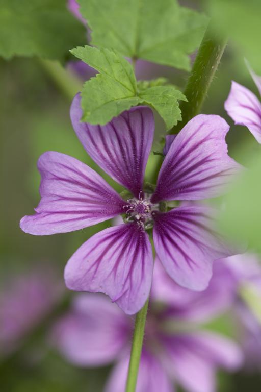 Malva sylvestris